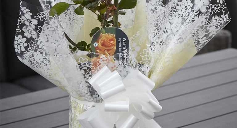 Learn how to gift wrap a plant at bents